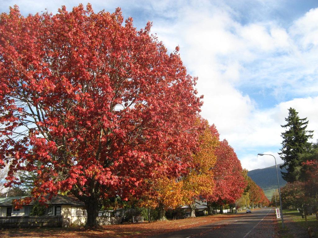 Tongariro River Motel ตูรางี ห้อง รูปภาพ
